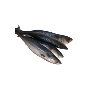 TealB - Mackerel - Titus Fish
